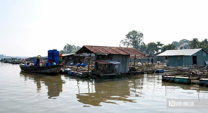 Đáng chú ý, khu vực sông Cái thuộc phường Trấn Biên đang tập trung mật độ lồng bè rất lớn trên một diện tích hẹp. Việc bố trí dày đặc các bè nuôi làm thu hẹp dòng chảy tự nhiên, giảm khả năng tự làm sạch của môi trường nước, khiến chất thải khó phân tán và tích tụ trong thời gian dài.Không chỉ tác động đến môi trường, hoạt động nuôi cá lồng bè còn được cơ quan chức năng xác định đang tồn tại nhiều vi phạm pháp luật. Theo Sở Nông nghiệp và Môi trường Đồng Nai, phần lớn các hộ nuôi đều vi phạm các quy định của Luật Thủy sản, Luật Bảo vệ môi trường, Luật Đất đai, Luật Tài nguyên nước và Luật Giao thông đường thủy nội địa.