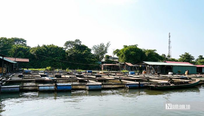 Nguyên nhân chủ yếu được xác định là lượng thức ăn công nghiệp dư thừa không được cá sử dụng hết, cùng với chất thải từ hoạt động nuôi lắng xuống đáy sông. Sau mỗi vụ thu hoạch, nhiều hộ còn xả trực tiếp cặn bã, rác thải, lưới hỏng xuống sông mà không qua xử lý, khiến lượng chất hữu cơ tích tụ ngày càng lớn, làm gia tăng hiện tượng phú dưỡng nguồn nước.