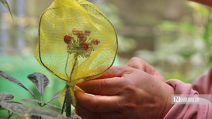Đến khoảng tháng 11 và 12, khi quả chuyển sang màu đỏ, trên đỉnh xuất hiện chấm đen - dấu hiệu hạt đã chín - người trồng mới tháo lớp lưới để thu hoạch làm giống.