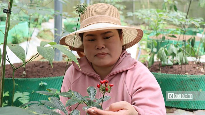 Theo người trồng sâm, điều đáng ngại nhất là chuột núi, loài được ví như "chuột quý tộc" vì đặc biệt thích ăn hạt sâm Ngọc Linh. Ngoài ra còn có sóc, chim và nhiều loại côn trùng cũng thường xuyên cắn phá những chùm quả chín.