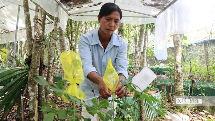 Lớp lưới này vừa ngăn chuột, sóc, chim và côn trùng tiếp cận vừa giữ hạt không rơi xuống đất khi chín.
