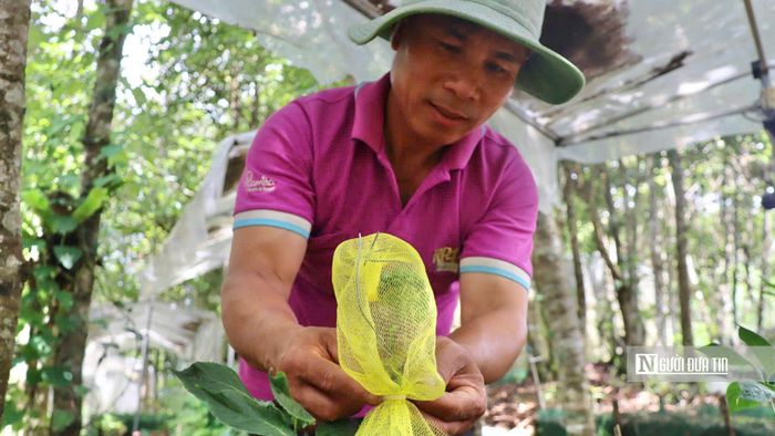 Theo ông Tuấn, đây là công việc mất nhiều thời gian nhưng không thể bỏ qua nếu muốn giữ nguồn giống. "Mỗi năm đến mùa hạt là chuột, chim và côn trùng xuất hiện rất nhiều. Chỉ cần chậm vài ngày là hạt có thể bị cắn phá gần hết.