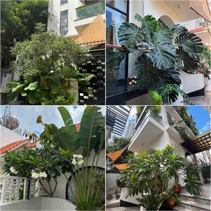 Vườn cây của diễn viên Vân Trang trong căn biệt thự tại TPHCM. Ảnh: FBNV