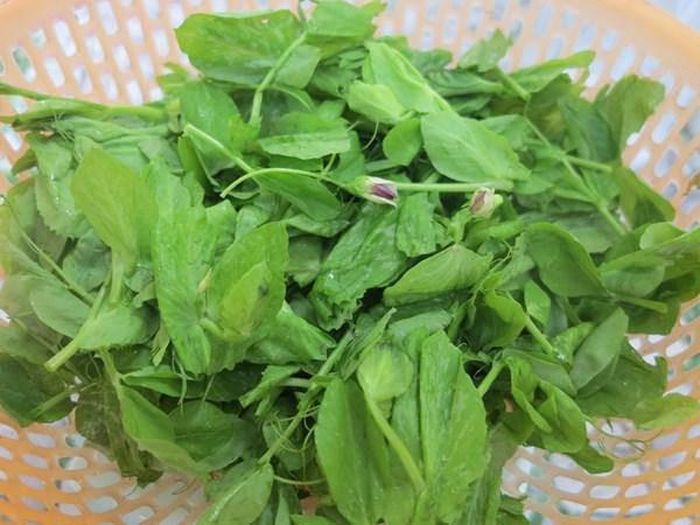 Rau rừng ở Nghệ An