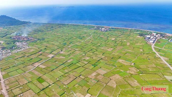 Xây dựng vùng nguyên liệu đạt tiêu chuẩn phục vụ ngành thực phẩm, đồ uống, hướng tới hình thành chuỗi giá trị khép kín từ sản xuất, chế biến đến xuất khẩu. Ảnh: Nguyễn Dương