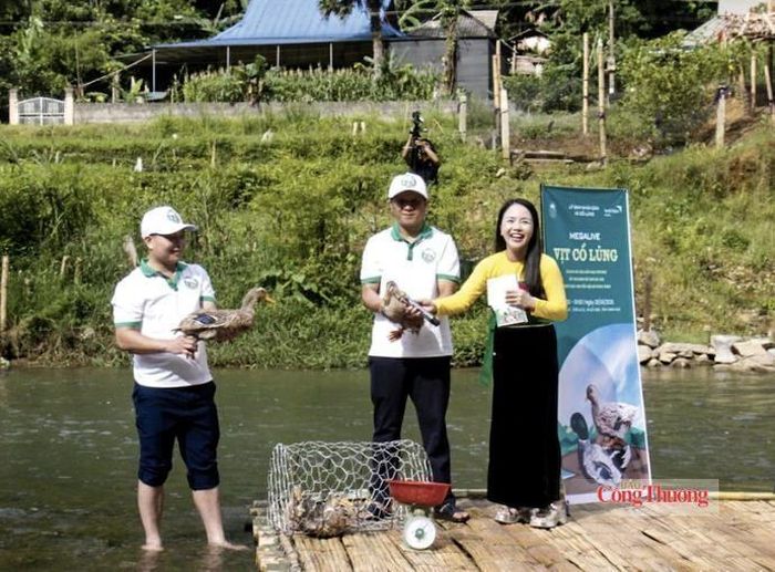 Vừa qua, UBND xã Cổ Lũng đã tổ chức chương trình livestream quảng bá và kết nối tiêu thụ vịt Cổ Lũng trên các nền tảng mạng xã hội. Ảnh: Tiến Đông
