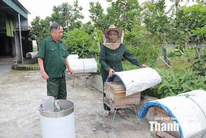 Vợ chồng cựu TNXP Hà Văn Dũng xã Hợp Tiến chăm sóc đàn ong tại nhà. Ảnh: Lê Hà