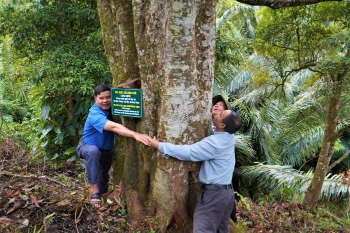 "Cụ quế" ở nóc Ông Ní đã được công nhận Cây Di sản Việt Nam có tuổi đời 162 năm. Ảnh: VĂN THƯƠNG