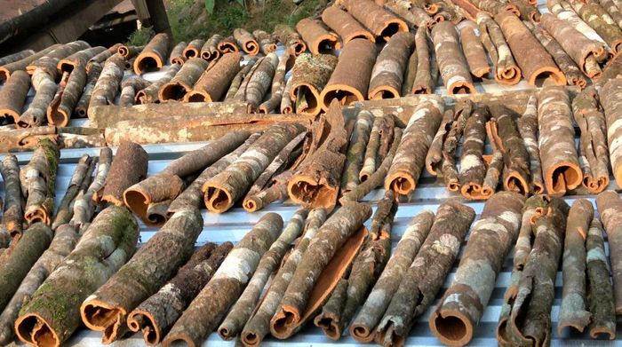 Vỏ quế Trà My được người dân thu hoạch, phơi khô trước khi xuất bán thị trường. Ảnh: XUÂN TRỰC