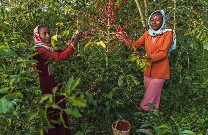 Ethiopia là quê hương của cà phê Arabica Ảnh: Hadynyah/Getty
