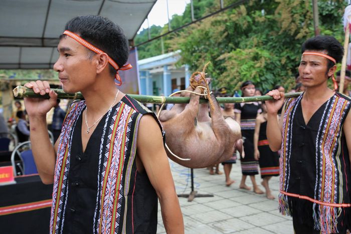 Thanh niên được già làng phân công nhiệm vụ khiêng heo - lễ vật quan trọng trong nghi thức cúng Thần Núi. Ảnh: ALĂNG NGƯỚC