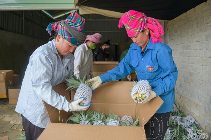 Những quả dứa lớn được bọc, xếp cẩn thận vào thùng giấy để vận chuyển đi xa.