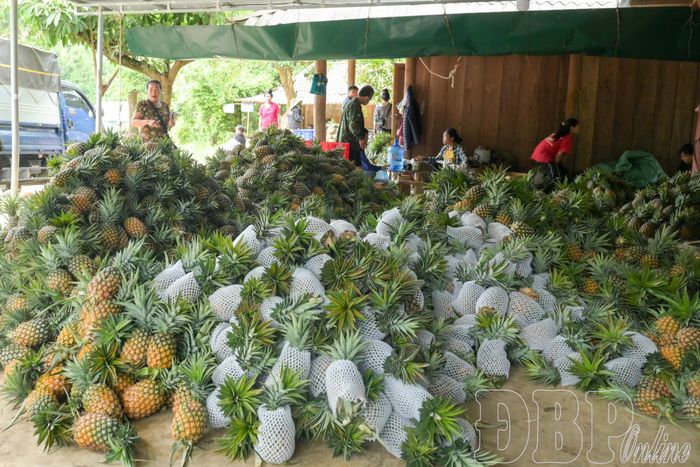 Dứa được tập hợp, phân loại theo kích cỡ để đóng thùng xuất bán.