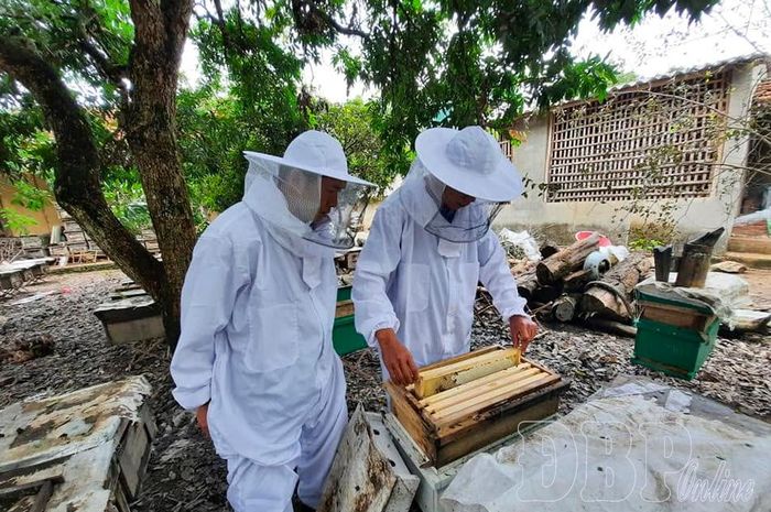 Thành viên Hợp tác xã Ong mật Điện Biên kiểm tra các tổ ong.