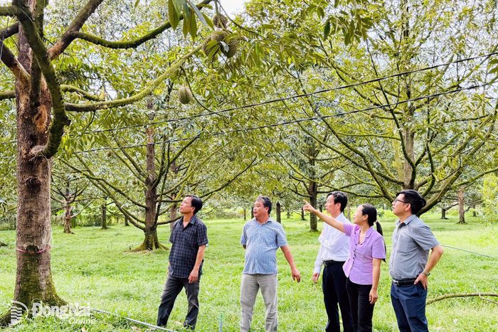 Đại diện Hội Nông dân thành phố thường xuyên tham quan các mô hình nông nghiệp hiệu quả trên địa bàn.