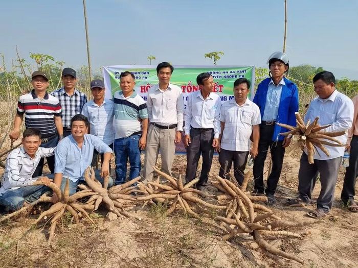  Giống mì mới HN3, HN5 đã được đưa vào sản xuất, bước đầu cho thấy khả năng kháng bệnh khảm lá tốt, năng suất cao tại các vùng trồng mì trọng điểm. Ảnh: L.N 
