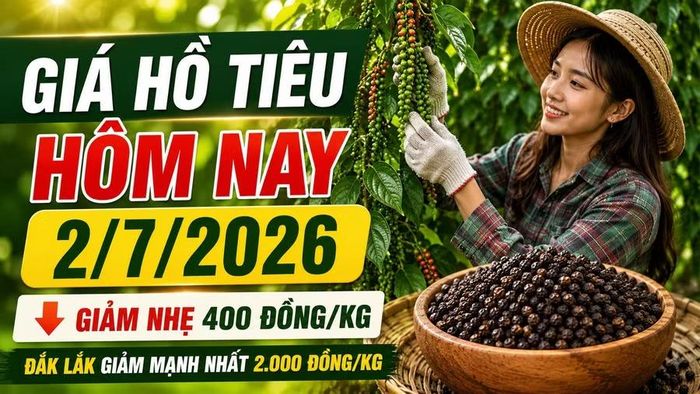 Cập nhật giá hồ tiêu hôm nay 2/7/2026 mới nhất. Hình minh họa