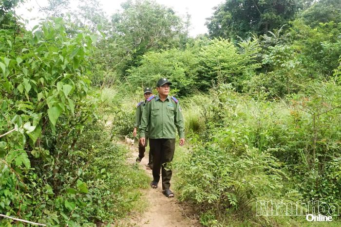 Nhân viên của Ban Quản lý rừng phòng hộ Ninh Hòa - Vạn Ninh kiểm tra khu vực đất rừng căm xe ở xã Tây Ninh Hòa.