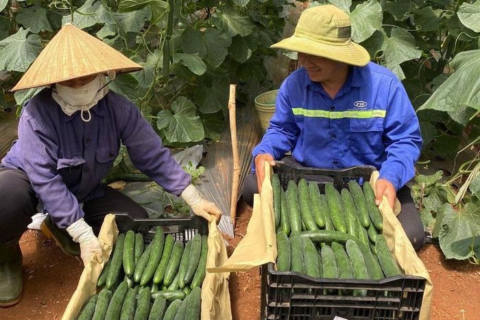 Giống rau, củ, quả mới canh tác theo tiêu chuẩn VietGAP tại xã Đơn Dương gắn với thị trường tiêu thụ theo chuỗi liên kết