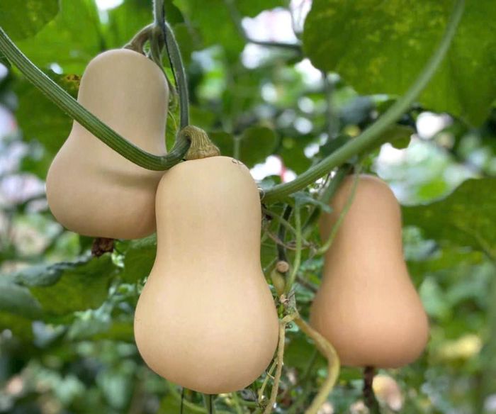 Giống rau, củ, quả mới canh tác theo tiêu chuẩn VietGAP tại xã Đơn Dương gắn với thị trường tiêu thụ ổn định theo hợp đồng