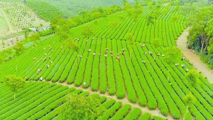 Nông nghiệp là một trong những trụ cột trong phát triển kinh tế tại Lâm Đồng