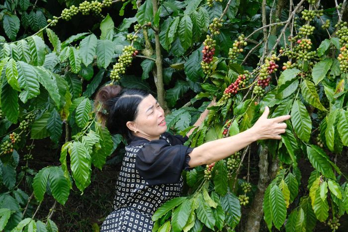 Cà phê là loại cây trồng mang lại hiệu quả kinh tế cao cho người dân các xã Đam Rông
