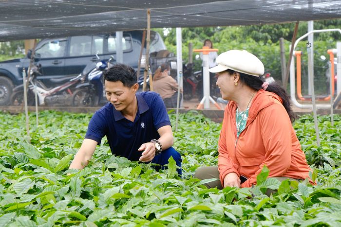 70% diện tích tái canh sử dụng giống cà phê của tỉnh Lâm Đồng đạt chuẩn được Bộ Nông nghiệp và Môi trường công nhận