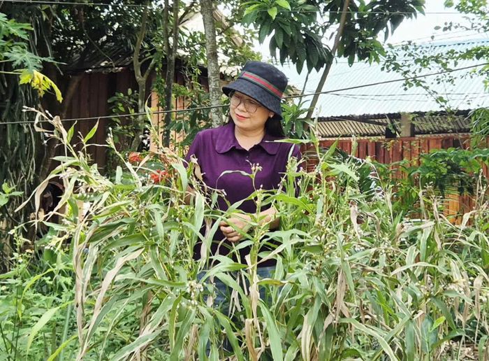 Tác giả tình cờ gặp lại loài cây gắn liền với ký ức tuổi thơ trong chuyến công tác cơ sở ở vùng cao - Ảnh: K.S