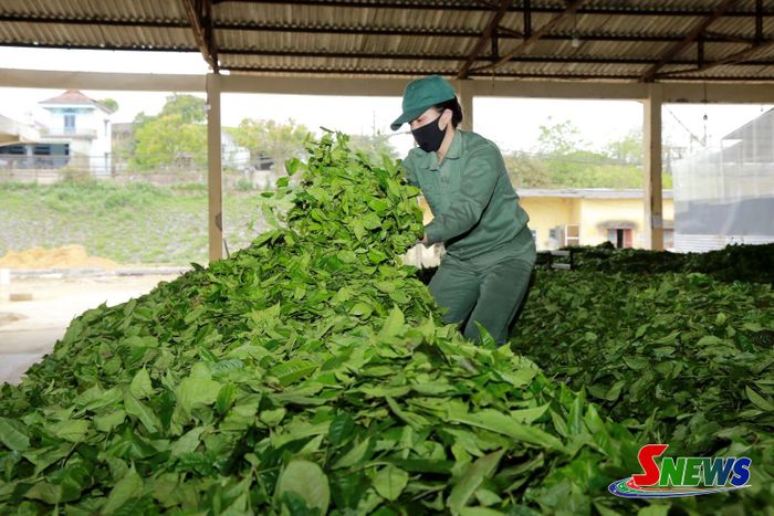 Công nhân làm việc tại nhà máy Chè Đen, Vinatea Mộc Châu.