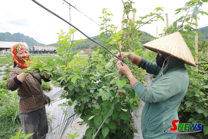 HTX Du lịch Nông nghiệp Bon Bon, phường Mộc Châu tạo việc làm cho lao động địa phương.
