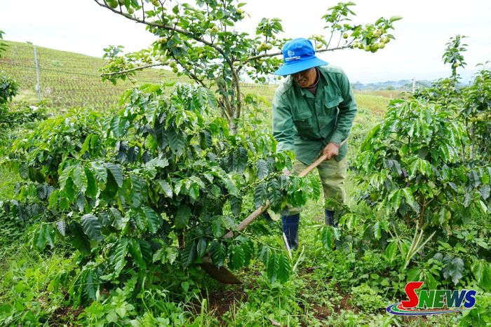 Người dân xã Chiềng Sung làm cỏ chăm sóc cà phê giai đoạn quả non.