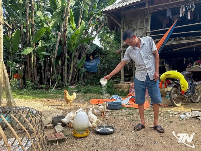Gia đình anh Hoàng Văn Nguyên, xóm Phúc Tiến, xã Trung Hội phát triển mô hình chăn nuôi vịt, gà để tăng thu nhập, từng bước vươn lên thoát nghèo.
