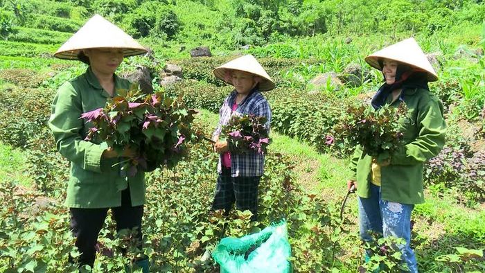 Người dân thôn Nà Săm, xã Chợ Rã phấn khởi thu hoạch cây tía tô trồng trên ruộng bậc thang