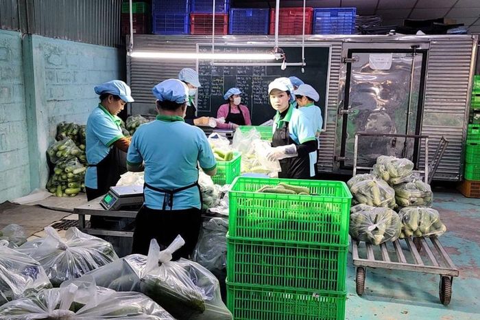 Sản phẩm nông sản từ cánh đồng Mỹ Thạnh được đóng gói, dán mã QR trước khi đưa vào hệ thống phân phối, minh bạch hóa thông tin và nâng cao giá trị thương hiệu HTX.