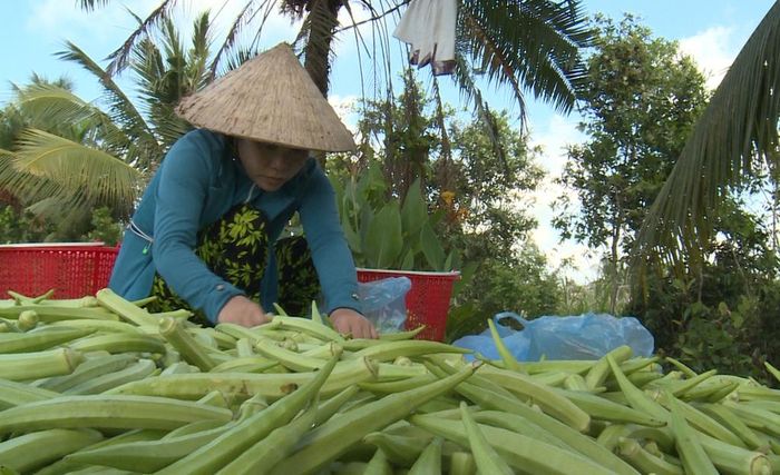 Thành viên HTX Nông nghiệp Mỹ Thạnh thu hoạch rau, củ, quả theo quy trình VietGAP, từng bước chuẩn hóa sản xuất gắn với truy xuất nguồn gốc và chuyển đổi số.