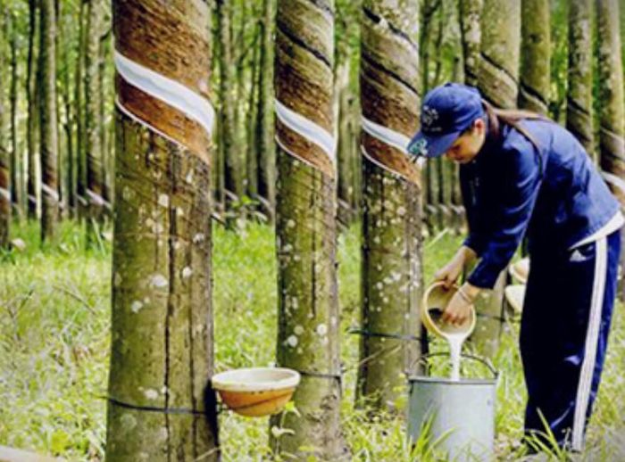 Phần lớn các hộ trồng cao su còn thiếu hồ sơ pháp lý về đất đai, chưa có dữ liệu định vị vùng trồng và nhận thức về EUDR