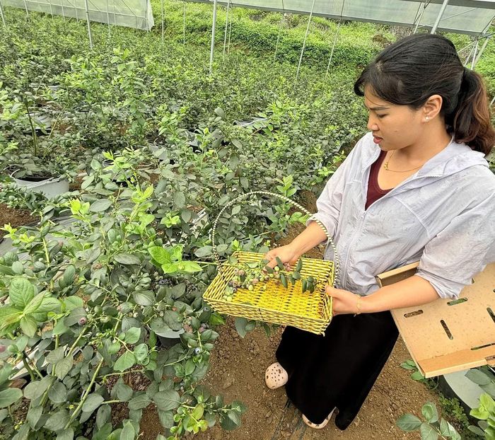 Việt quất được nhập lậu tiêu thụ trong thị trường.