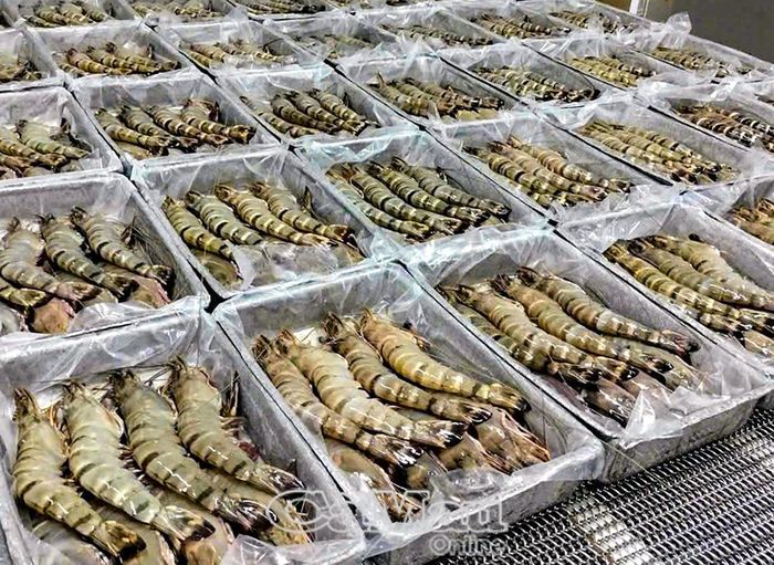 Chính sách mới về thuế giá trị gia tăng đối với tôm nguyên liệu được dự báo sẽ ảnh hưởng đáng kể đến nguồn thu ngân sách trong năm 2026.