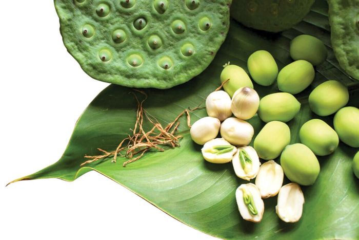 Hạt sen tươi chứa nhiều nước hơn, giữ được hương vị thanh mát và một số vitamin tự nhiên