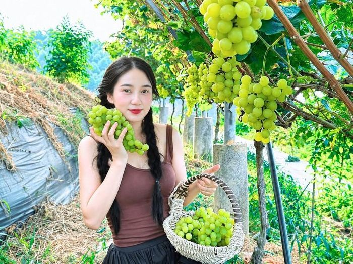 Rút kinh nghiệm từ những năm trước khi để quả chín đồng loạt không đạt được hiệu quả kinh tế cao, năm nay anh Thành đã chủ động xử lý cho quả chín theo từng đợt rải rác để phục vụ du khách đến tham quan, trải nghiệm xuyên suốt mùa.