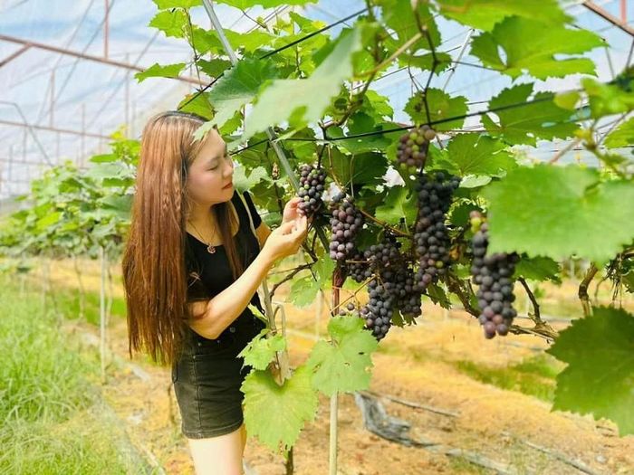 Bên cạnh việc trồng nho, gia đình anh Tình còn trồng thêm cây cherry Brazil và phát triển nuôi cá lồng, kết hợp dịch vụ ăn uống ngay trên đảo để du khách có thể vừa trải nghiệm, vừa nghỉ ngơi thư giãn thuận tiện nhất.