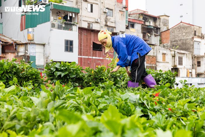 Theo một công nhân tại công trường, khu vực này sẽ được trồng khoảng 8-9 chủng loại cây và hoa, gồm tường vi, lan tây, dâm bụt vàng, dâm bụt đỏ... Hạng mục cây xanh dự kiến hoàn thành trong ngày 2/7.