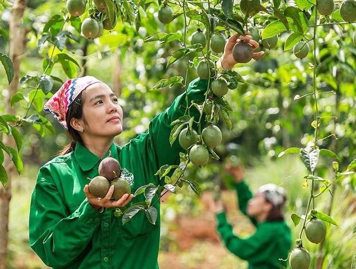 Chanh leo là 1 trong 14 loại trái cây được phép xuất khẩu chính ngạch vào Trung Quốc. Ảnh: Hồng Thắm 