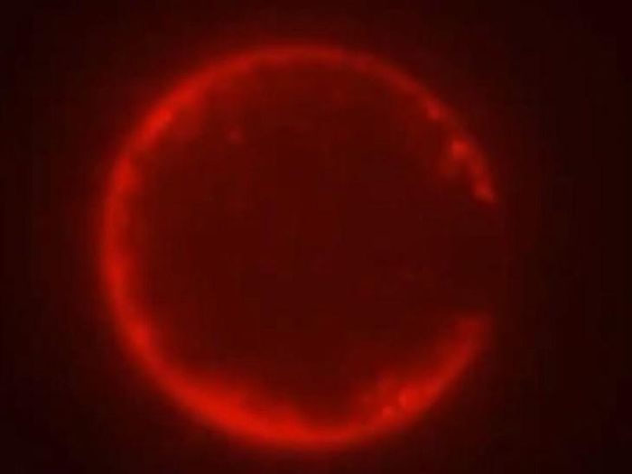 Hình ảnh đầu tiên về SpudCell qua kính hiển vi. Ảnh: Orion Venero/Adamala Lab