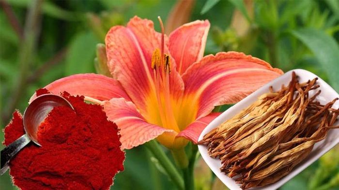 Có thể dùng hoa hiên tươi, hoa hiên khô hoặc bột hoa hiên để hỗ trợ làm đẹp da.