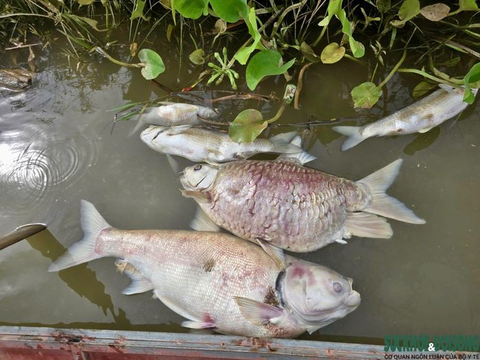 Không chỉ cá nuôi, nhiều loài cá tự nhiên trên sông Lam cũng chết và trôi dạt vào hai bên bờ.
