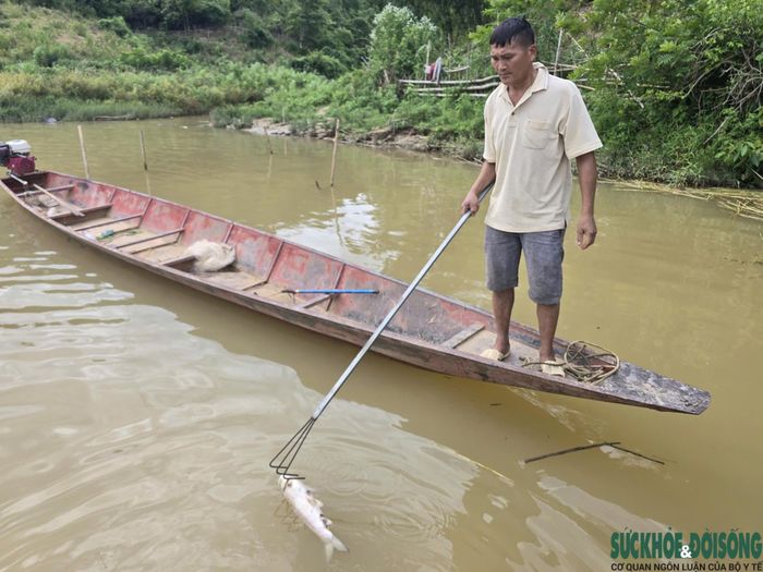 Người dân xã Tam Thái thu gom cá chết trên sông Lam để hạn chế ô nhiễm môi trường.