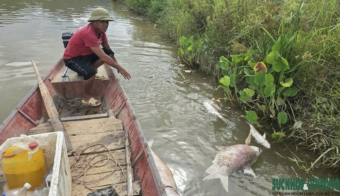 Người nuôi cá ở xã Tam Thái vớt cá chết sau khi hàng loạt lồng nuôi trên sông Lam bất ngờ xảy ra hiện tượng cá chết chỉ trong vài ngày.