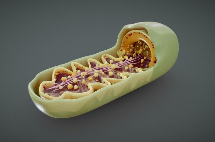  Ty thể (ở giữa) là một phần trong bộ máy hoạt động của tế bào. Ảnh: Sketchfab. 