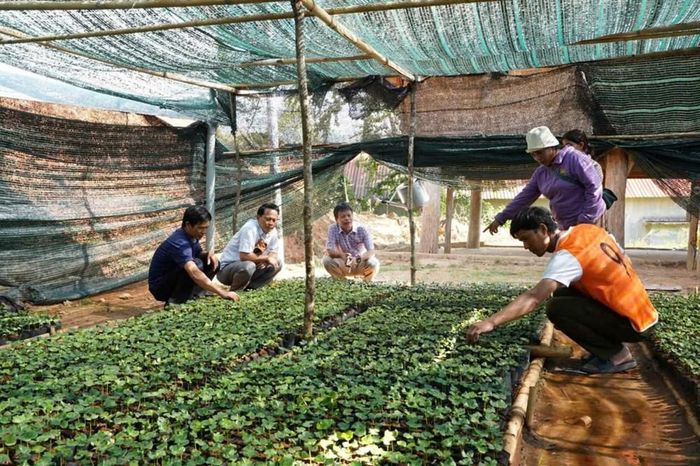 Từ nguồn lực xã hội hóa, 17 vườn ươm cây giống cà phê đã được hình thành trên địa bàn xã Tu Mơ Rông, từng bước ươm lên hơn 1 triệu cây giống trao đến đồng bào Xơ Đăng